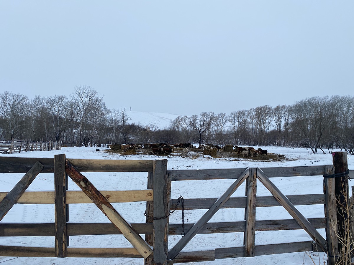 Огороженный скот фермера из Алексеевки. Фото: Дарья Кудрина / «Новая газета»