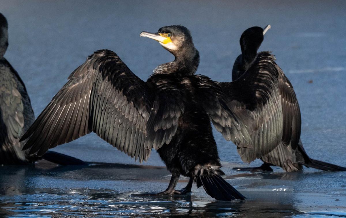 Большой баклан. Фото: dpa / picture-alliance