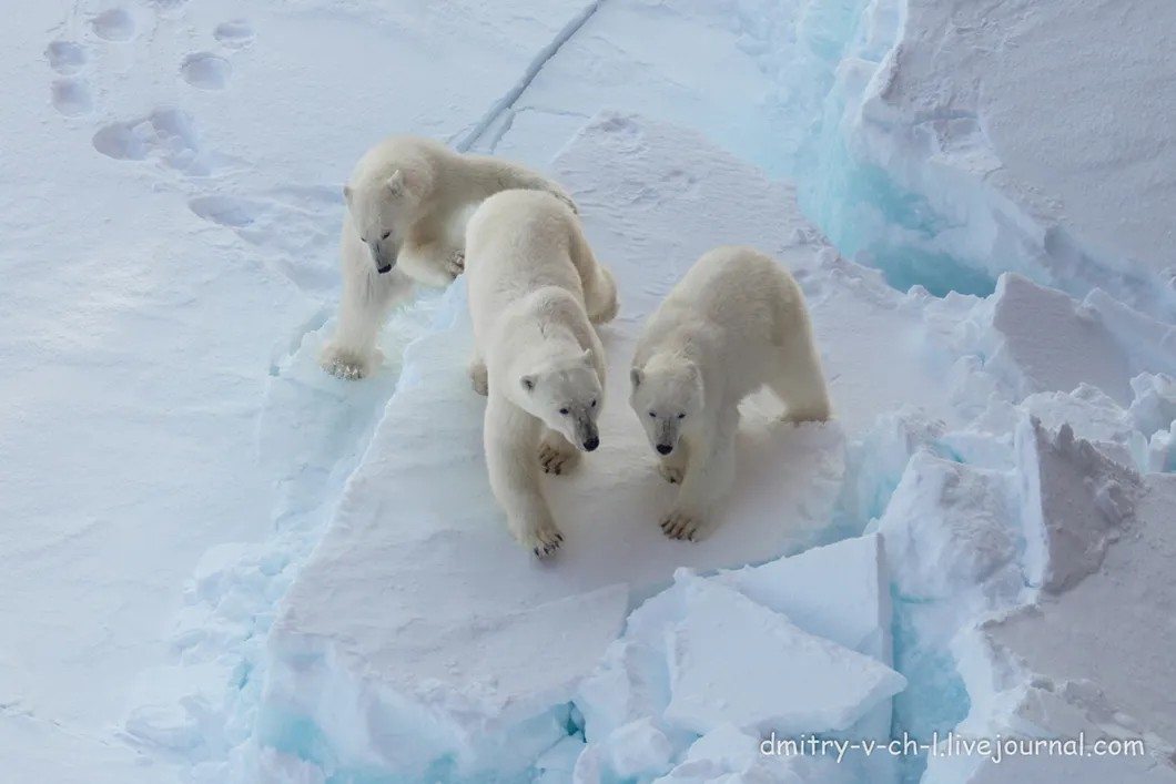 Пришлось терпеливо дожидаться, пока эти хозяева Арктики утолят свое любопытство и уйдут своей дорогой. Фото: Живой журнал капитана Дмитрия Лобусова