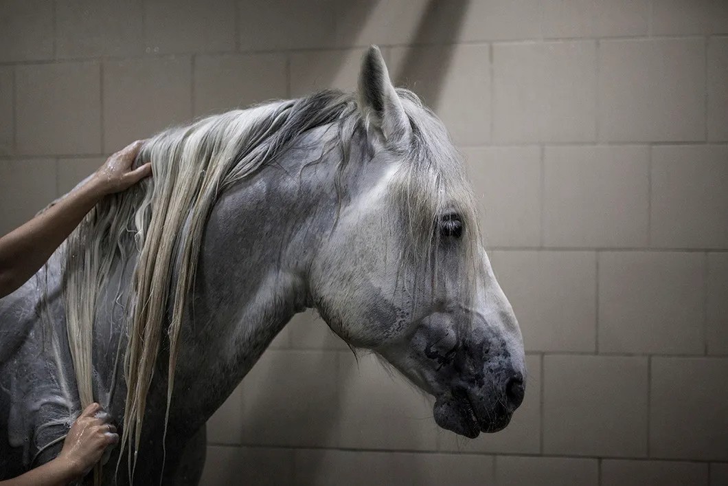 Цирковая лошадь во время мойки. Фото: Влад Докшин / «Новая газета»