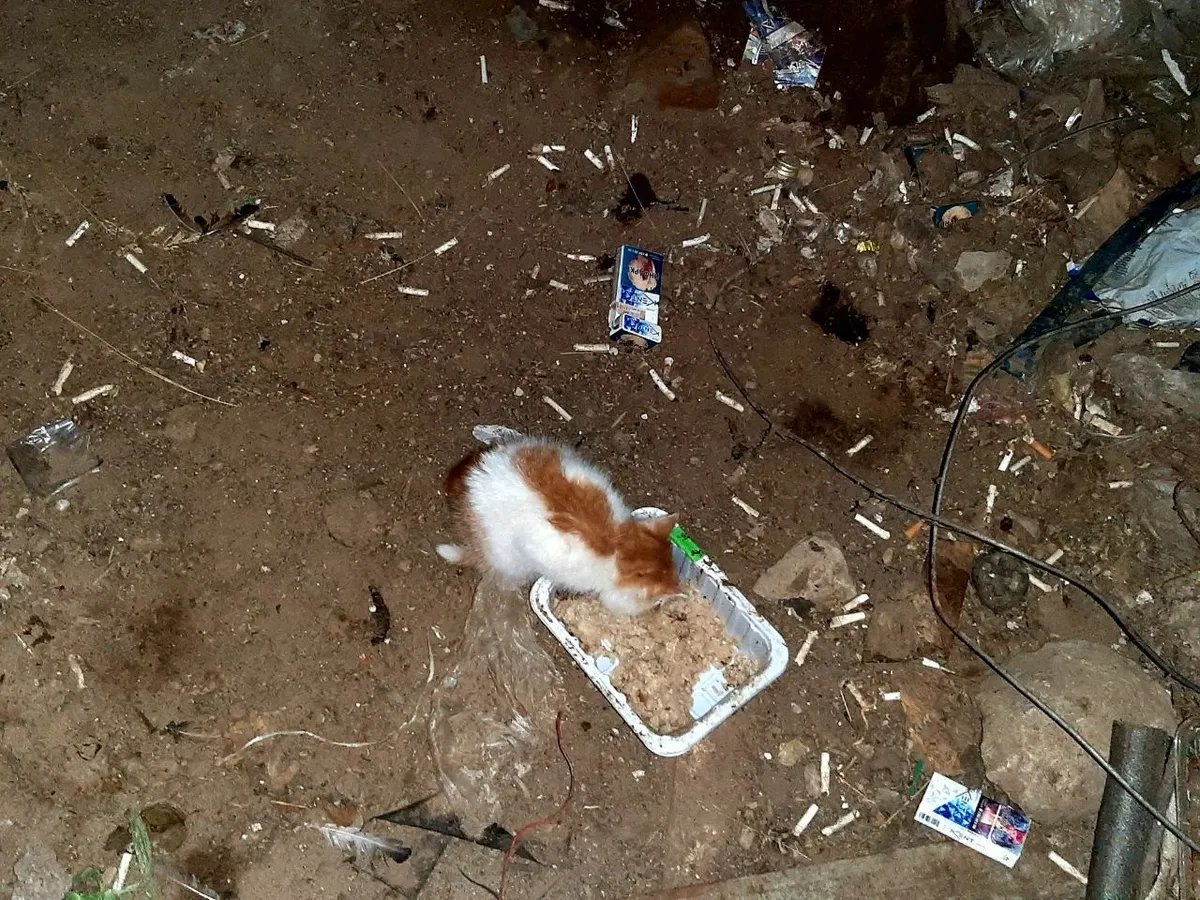 Котенок в подвале. Фото автора
