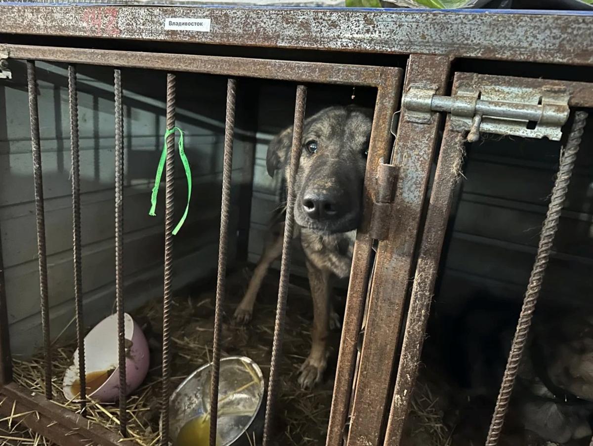 Фото: Ирина Воробьева / «Новая газета»