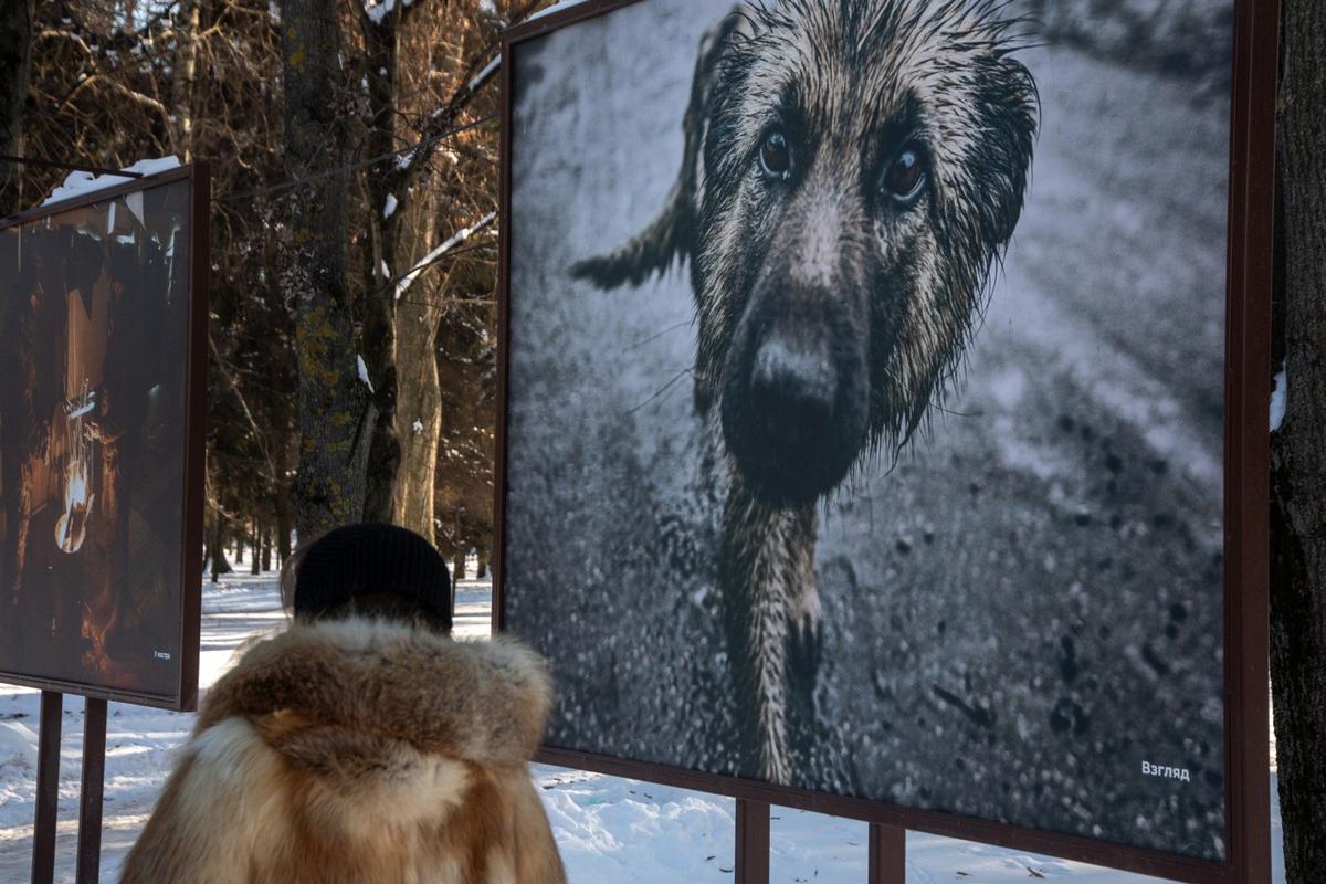 Фотовыставка в центральном парке. Фото: Алексей Душутин / «Новая газета»