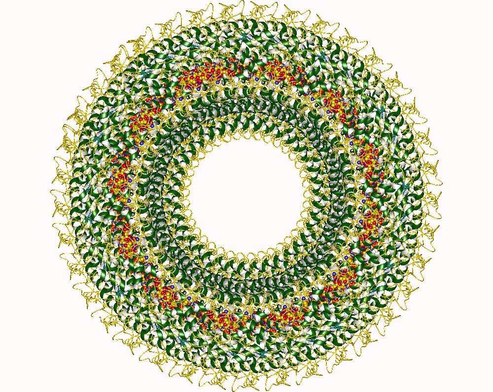 Нуклеокапсид вируса кори. Фото: открытые источники / Викимедия