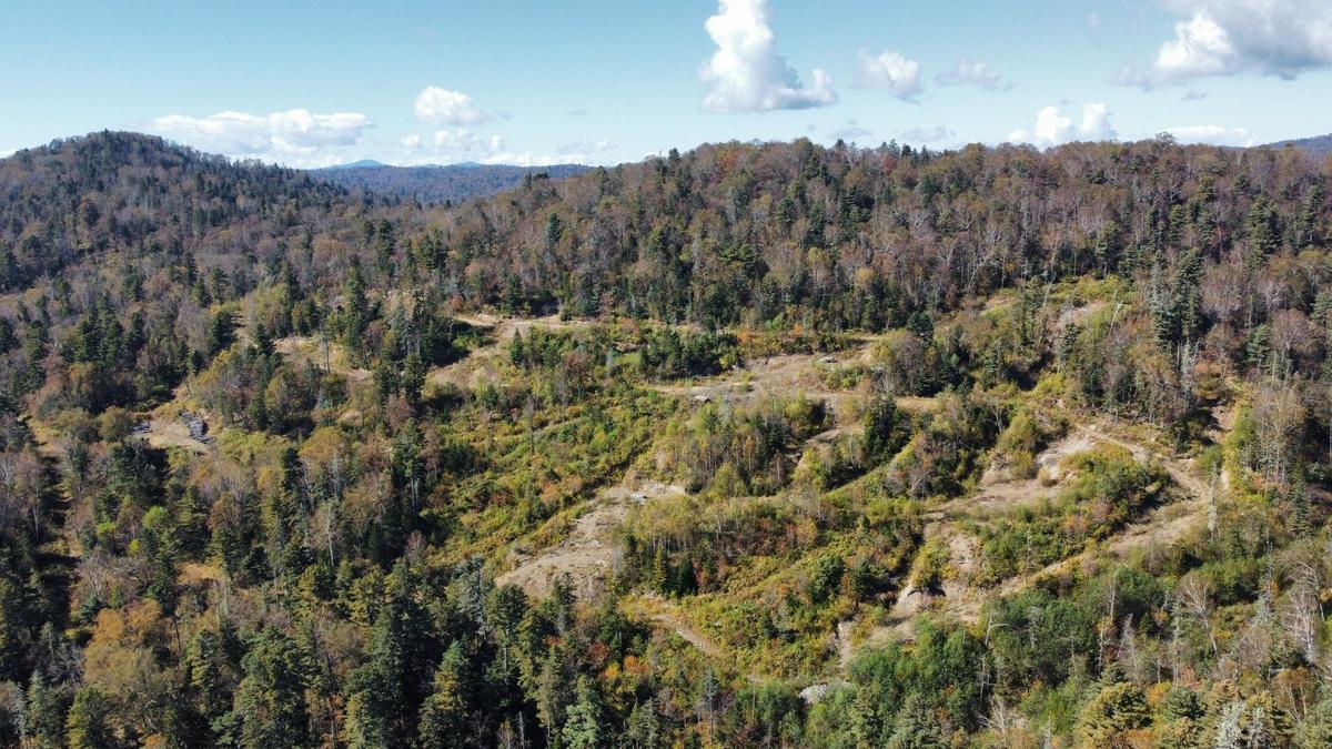 Сихотэ-Алинский заповедник. Фото: соцсети