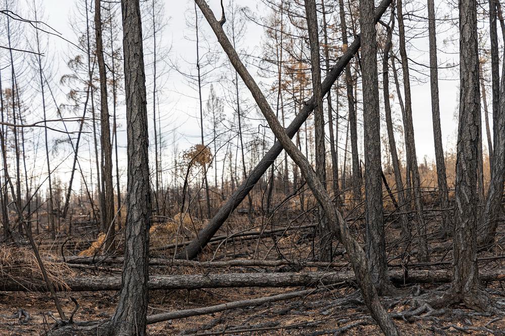 Лес после пожара в селе Бясь-Кюель. Фото: Арден Аркман / «Новая газета»