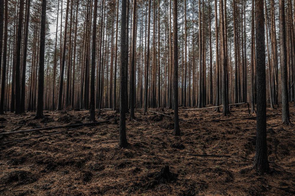 Найстенъярви, сгоревший лес. Фото: Виктория Одиссонова / «Новая газета»
