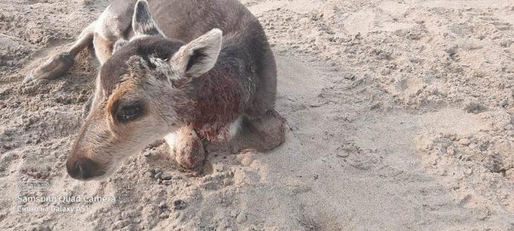 Раненый олень на берегу Хатанги. Фото: «Хатанга.РФ»