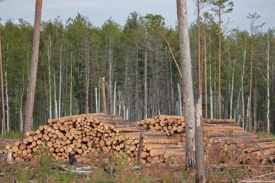 Штабеля здоровой сосновой древесины. Фото: Александр Сакалов / ТВ2, для «Новой»