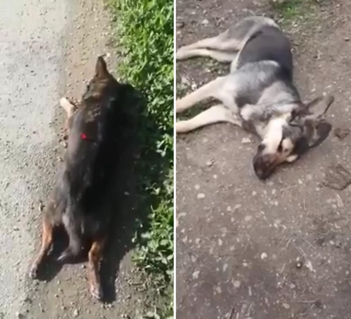 Собак в Армавире находят мертвыми на улице. У многих — дротики в теле. Кадр с видео из соцсетей
