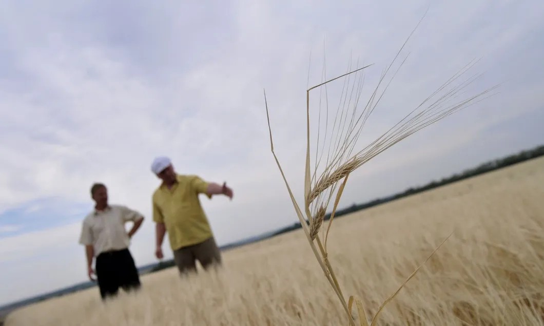 Пострадавшие от засухи посевы ячменя. Фото: РИА Новости