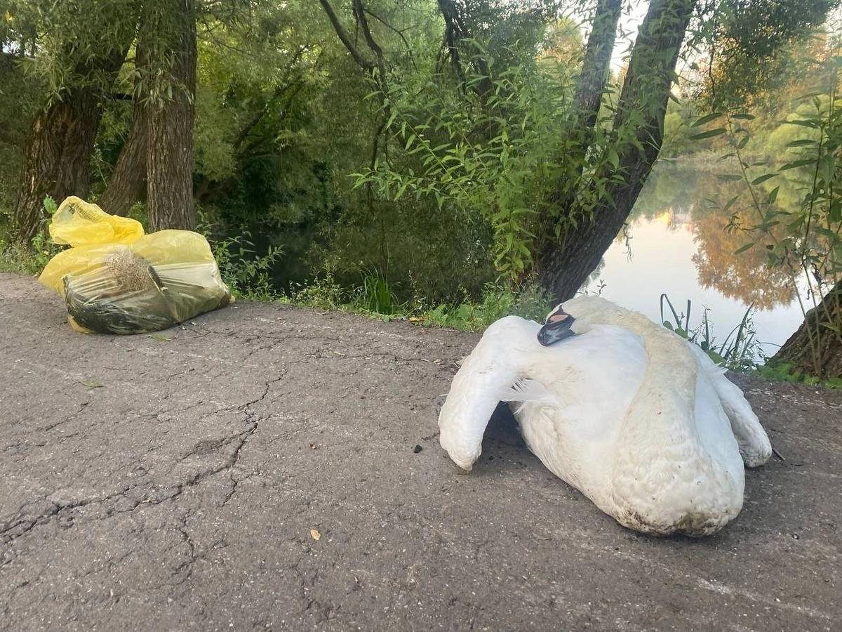 Погибший лебедь и утки. Фото предоставлено жителями Первомайского