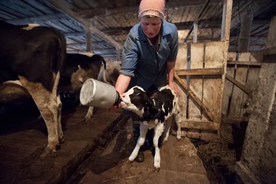 Оператор машинной дойки (доярка) Наталья Смирнова кормит трехдневного теленка на СПК «Тифинский» (ферме)