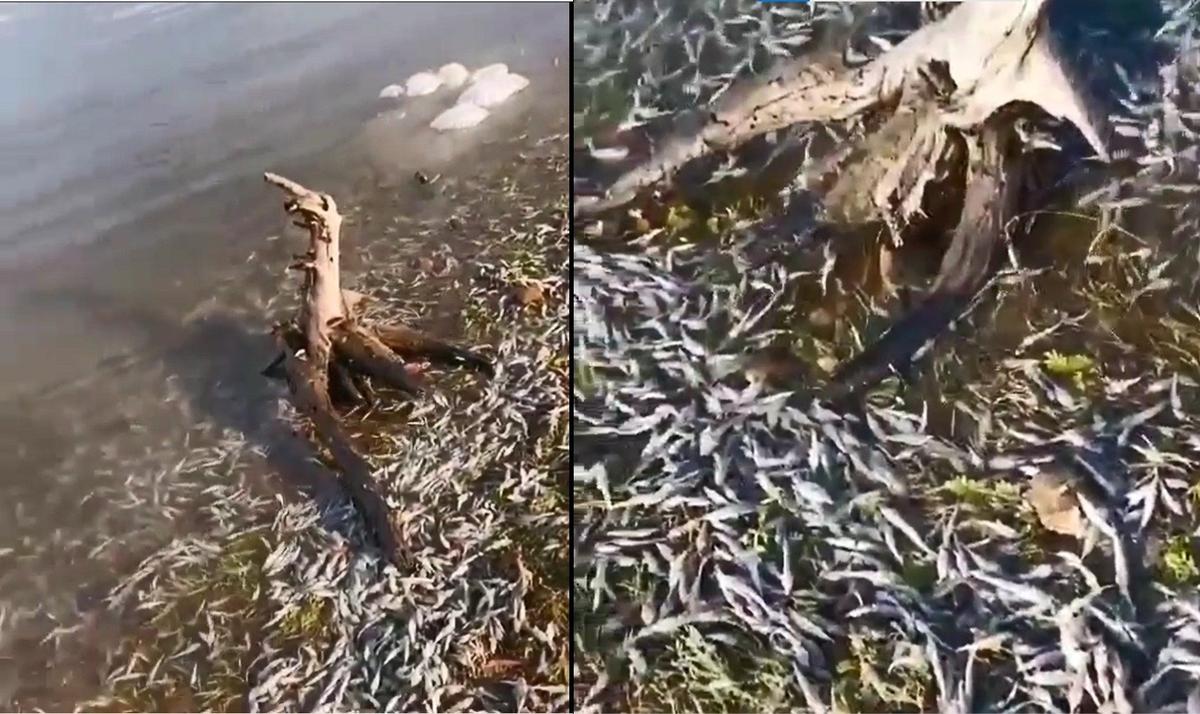 Погибшие мальки осетра. Зарыбление Енисея у д. Паршино. Кадр видео из соцсетей