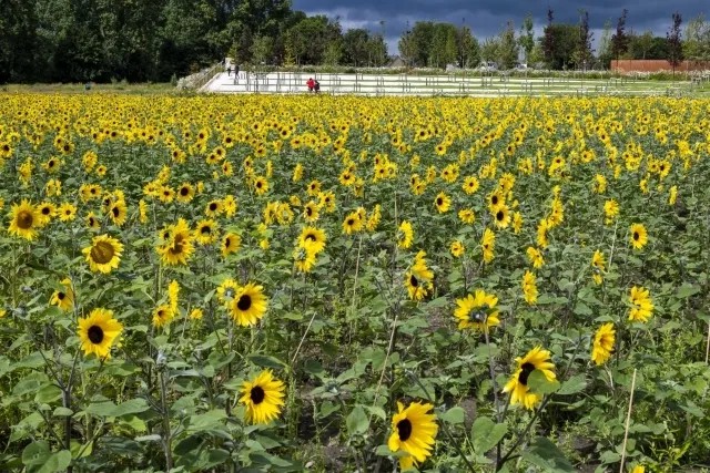 Sunflowers bloom at the MH17 National Monument in Vijfhuizen, The Netherlands, 15 July 2019. The Malaysia Airlines Flight MH17 was shot down over Ukraine nearly five years ago, on 17 July 2014 during a flight from Amsterdam to Kuala Lumpur. Credit: EPA