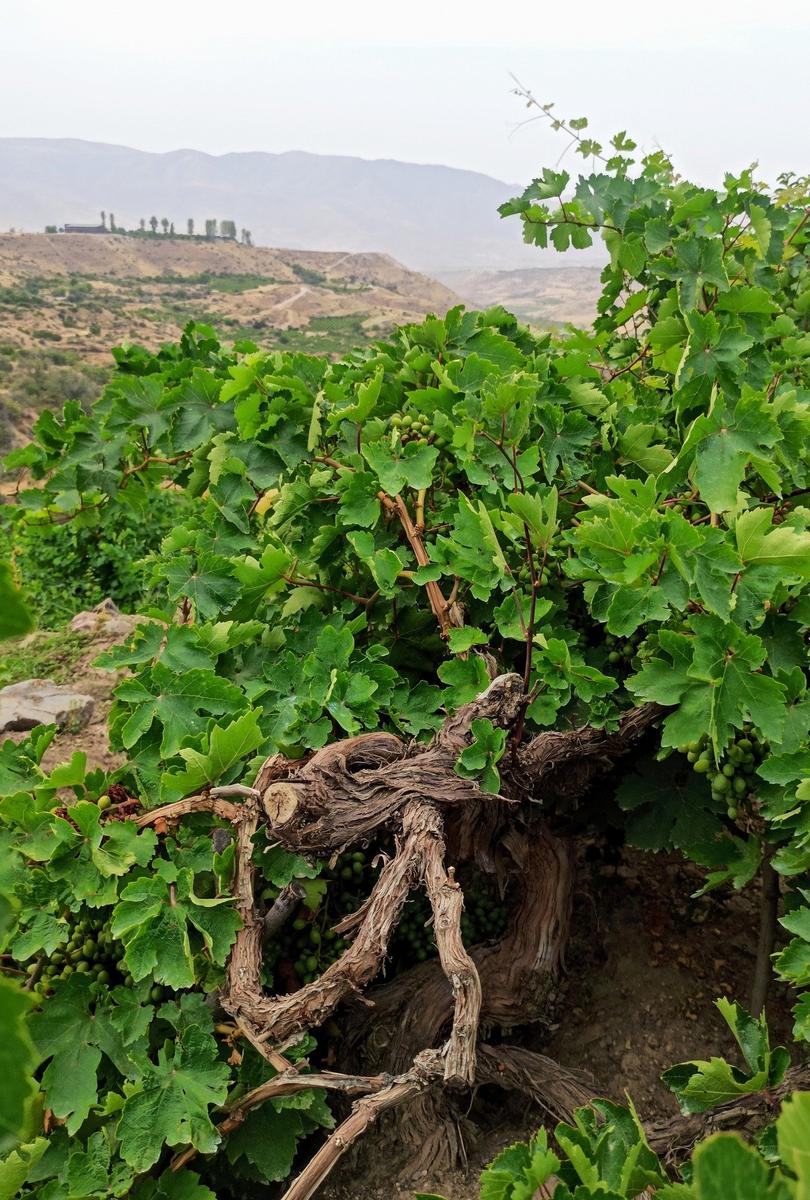 Старые лозы, с. Агавнадзор. Фото: Евгения Енгибарян
