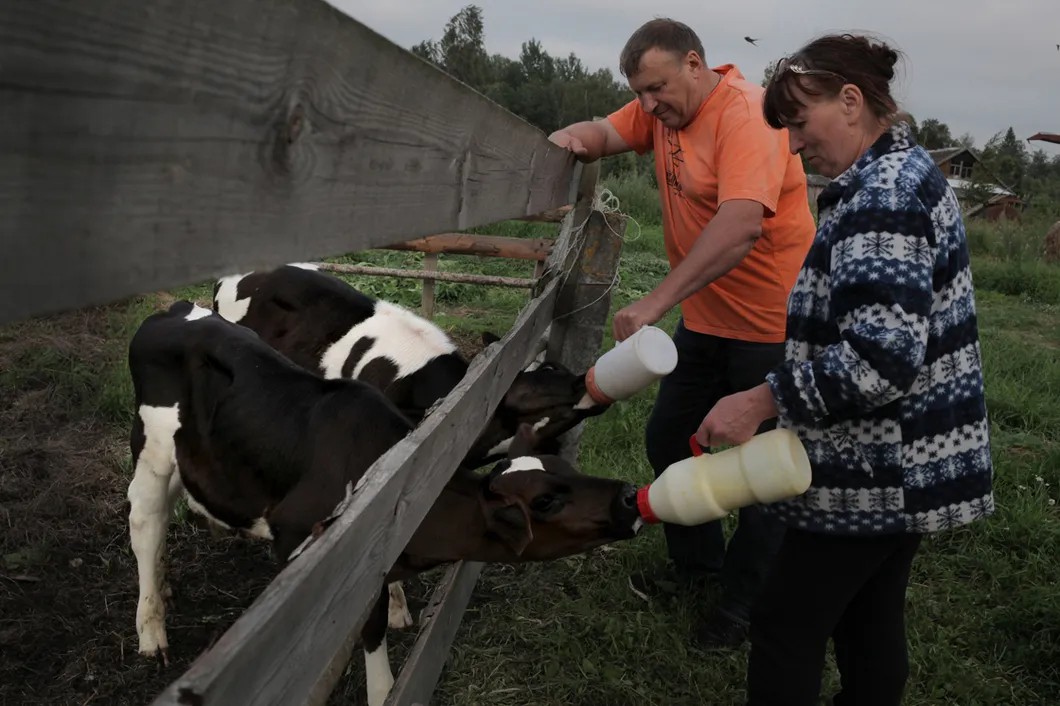 Александр Конашенков и жена фермера Лапенко кормят телят. Фото Анна Артемьева / «Новая»
