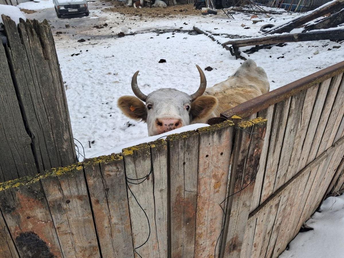 Фото: Фото: Игорь Стрельцов