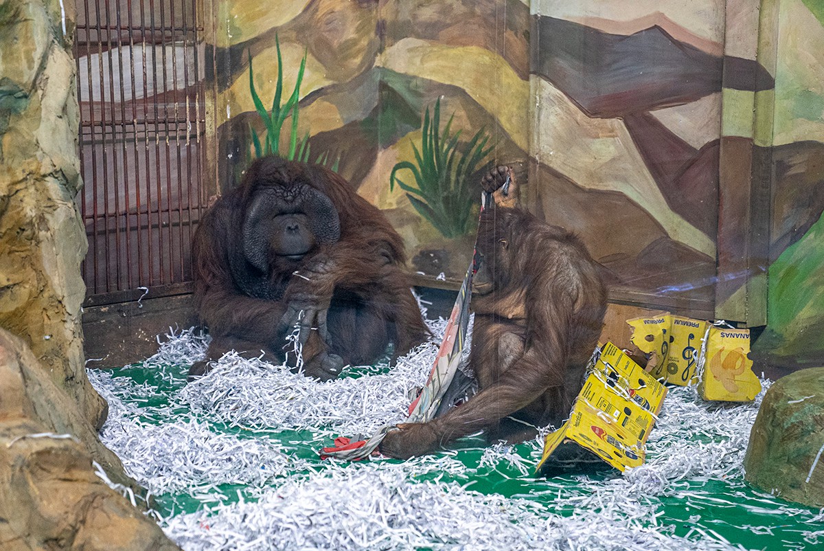 Орангутан Бату с «подругой» Мишель. Фото: Арден Аркман / «Новая газета»