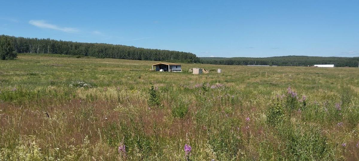 Луг, где планируют построить поселок. Фото: Никита Телиженко / «Новая газета»