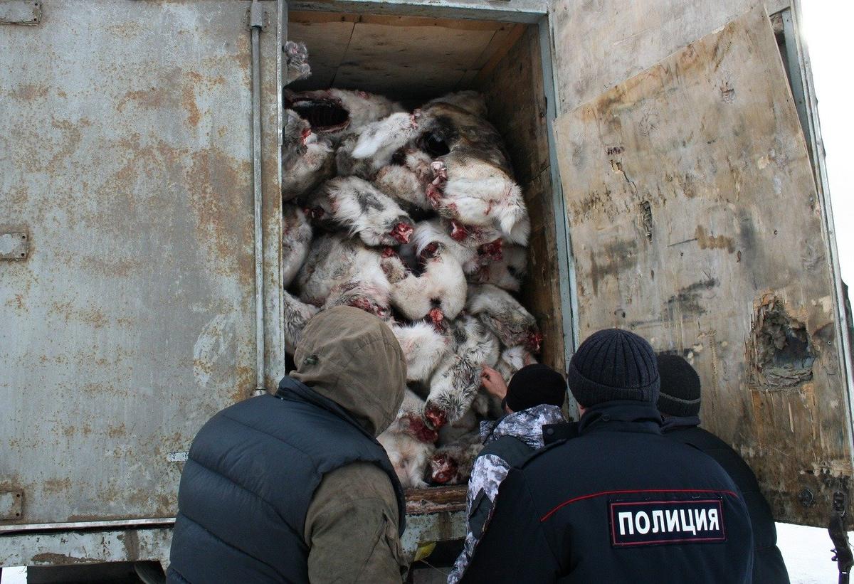 Оленьи туши. Браконьерство. Фото: Павел Кочкарев