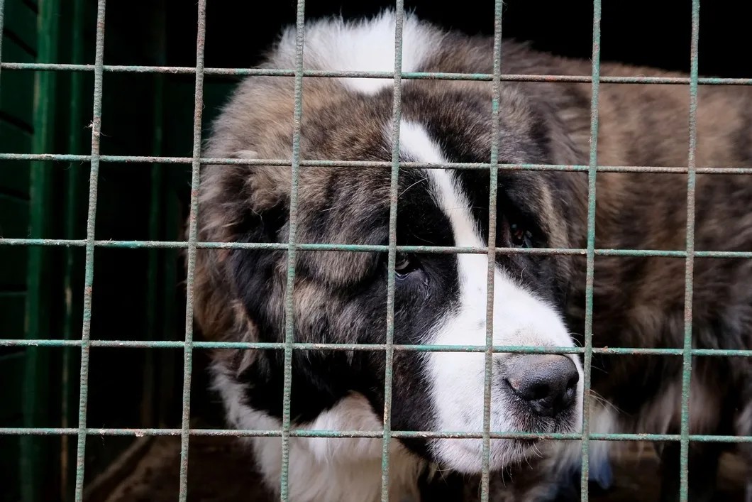 Собака в вольере на территории приюта для бездомных животных. Фото: РИА Новости