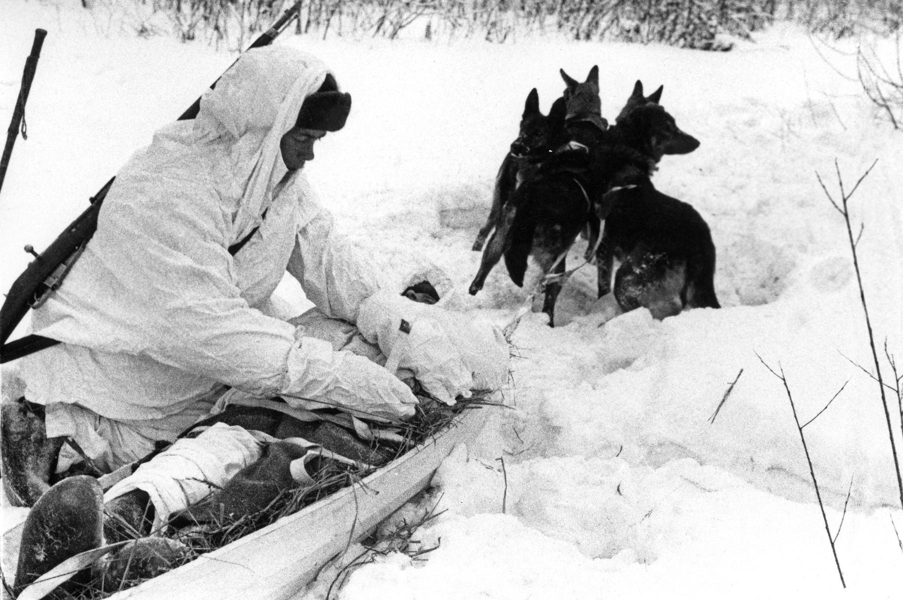 1942 год. Отправка раненого с передовой в госпиталь на упряжке служебных ездовых собак. Фото: Леонид Великжанин / ТАСС