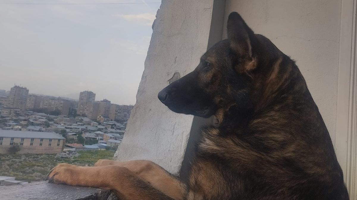 У меня была собака…