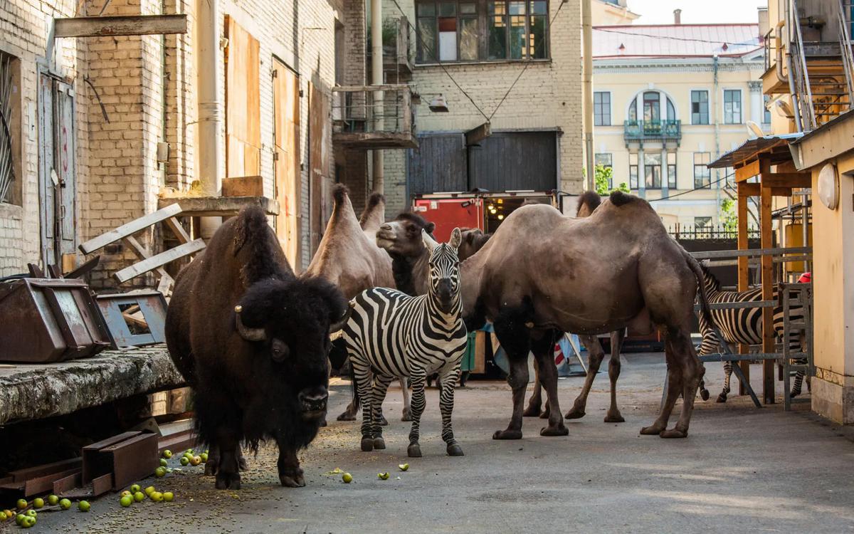 Почему верблюды плюются