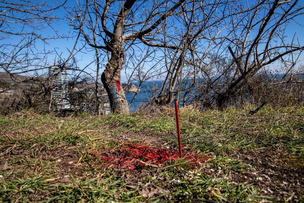 На отбираемых в Партените участках неизвестные люди проставляют колышки и помечают деревья. _Фото: Арден Аркман / «Новая»_