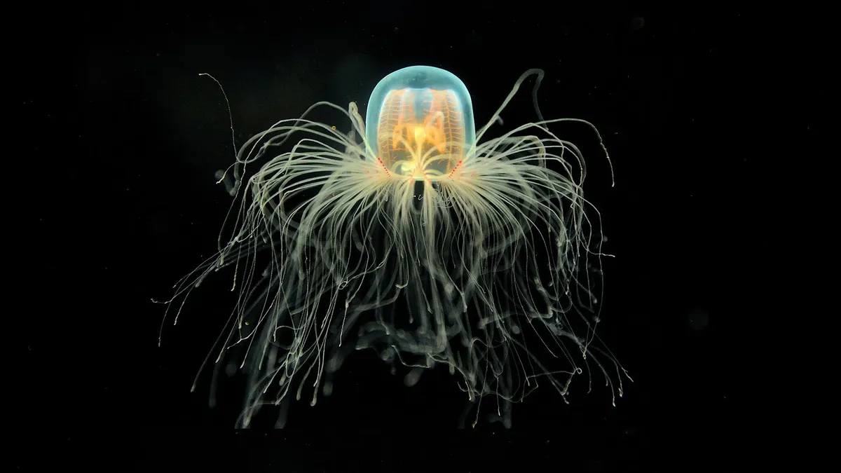 Общие сведения о медузах