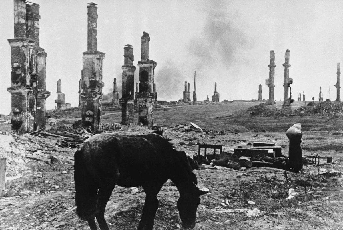 Лошадь в разрушенном Сталинграде, декабрь 1942 г. Фото: AP / TASS
