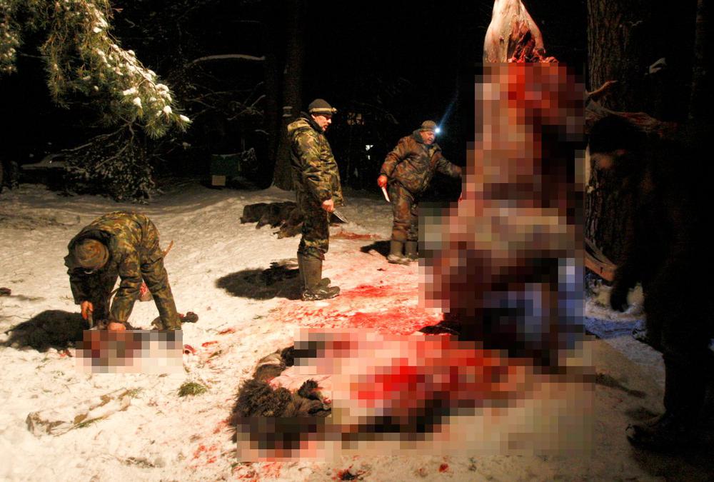 Охотники разделывают тушу лося. Фото: РИА Новости