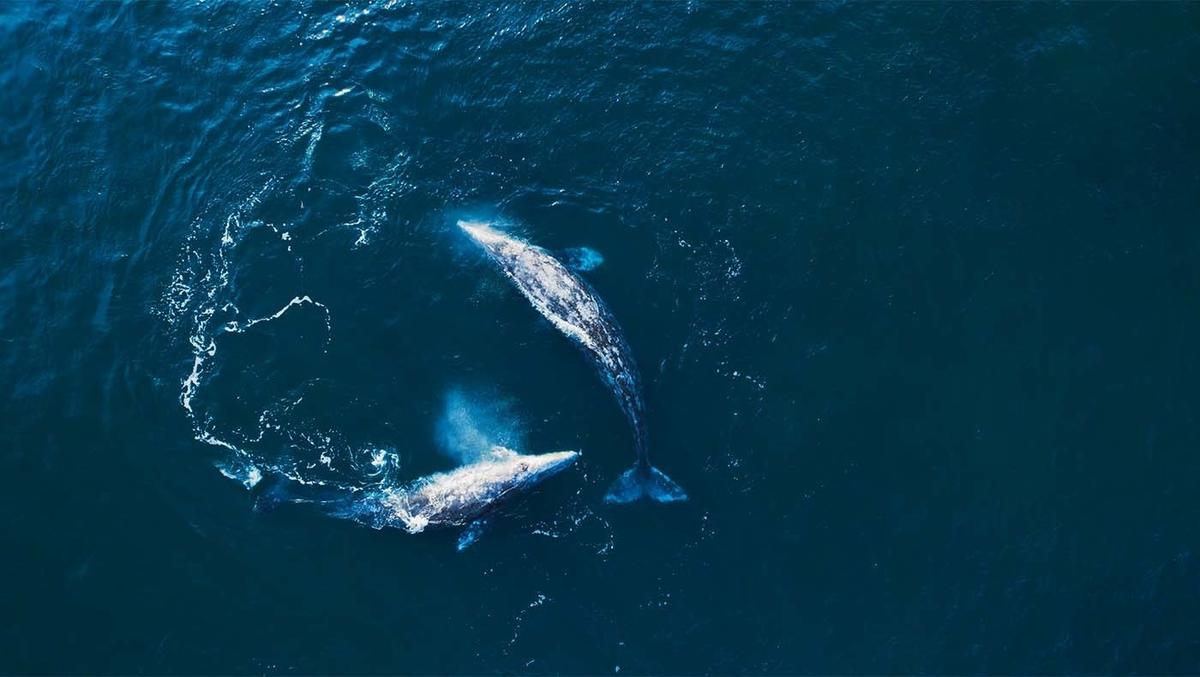 Кадр из фильма «О людях и китах»