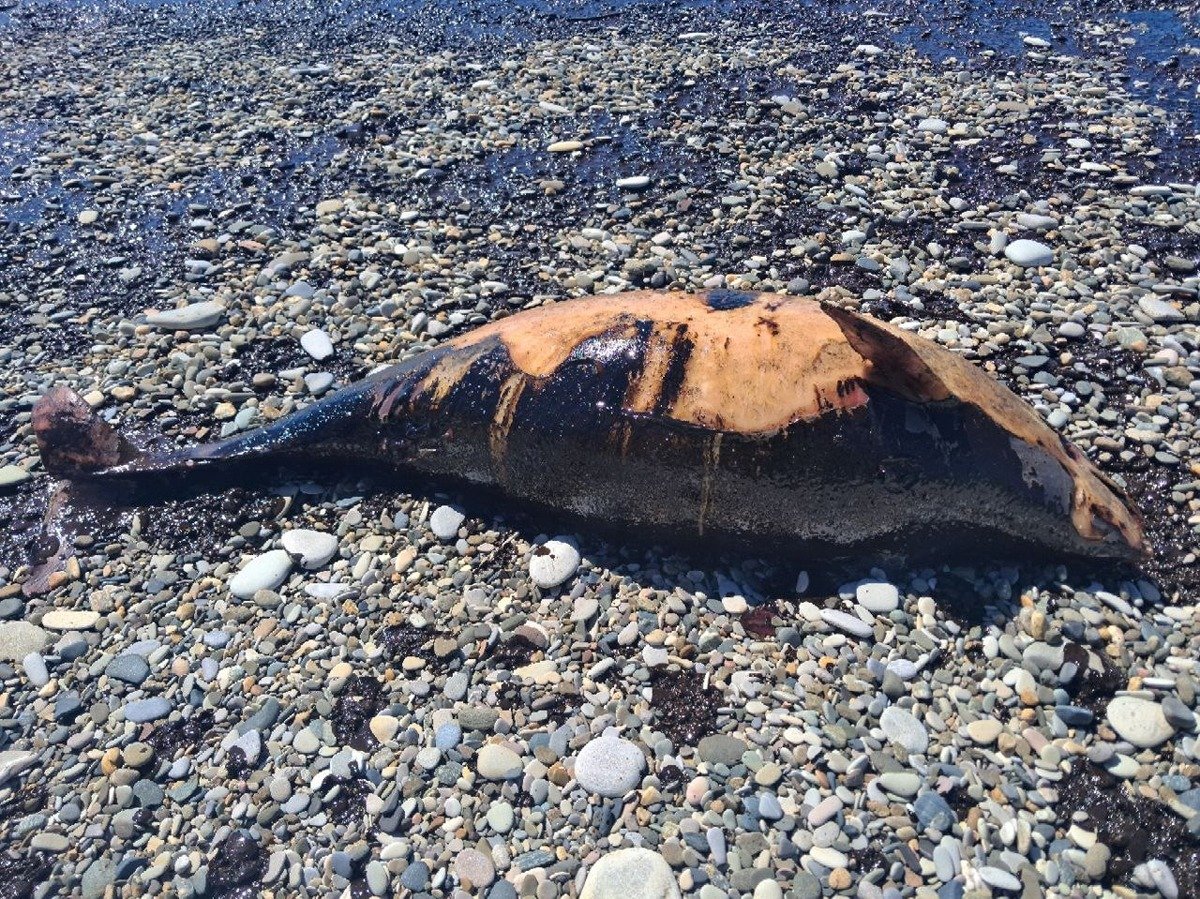 Мертвый дельфин. Фото автора