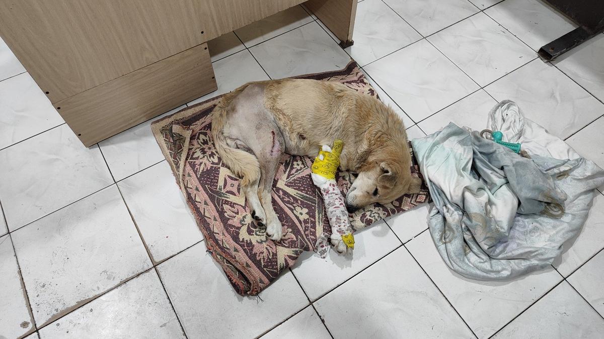 Кто спасал собаку Соню