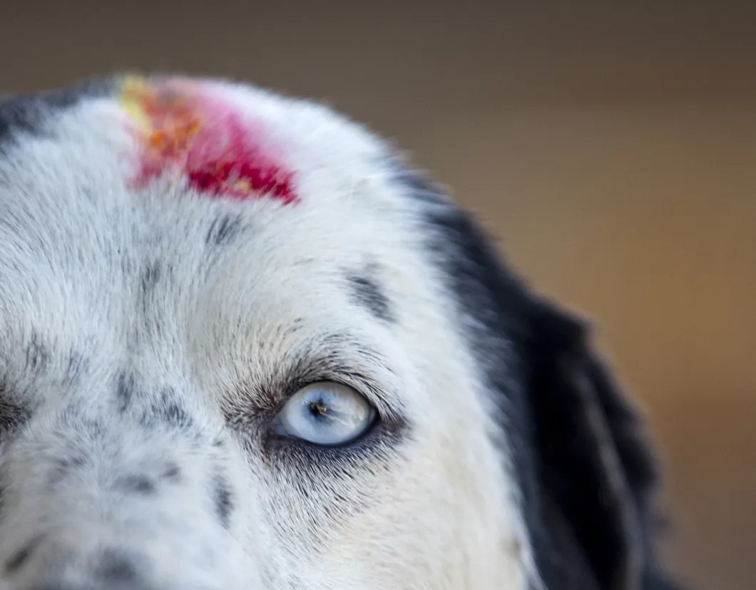 Собака с травмой головы в тайском приюте. Фото: EPA