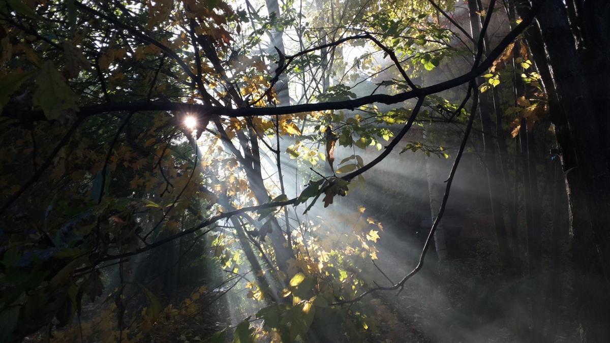 Сгребаю листья на даче. Последние дни сентября. Фото: Алексей Тарасов / «Новая газета»