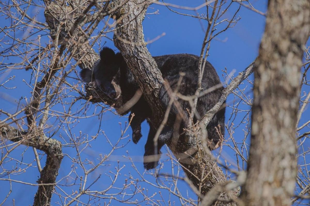 Национальный парк «Удэгейская легенда». Фото: тг-канал парка