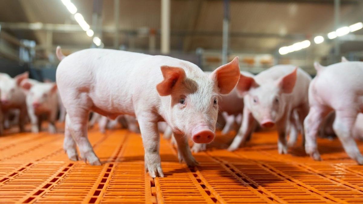 «По свинье на человека»