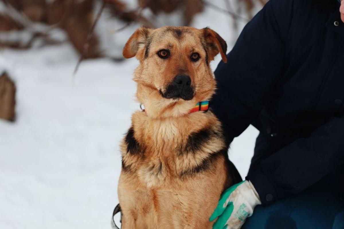 Джина, попала в отлов подростком, кандидат на усыпление. Фото: предоставлено волонтерами