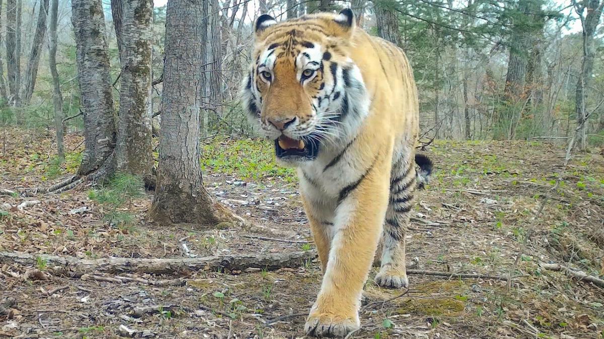 Нерудный выбор