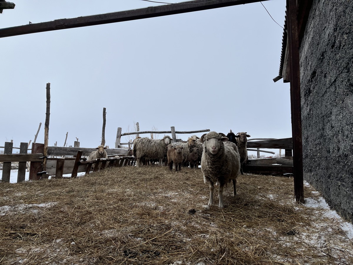 Овцы на ферме Николая Дрокова. Фото: Елизавета Кирпанова / «Новая газета»