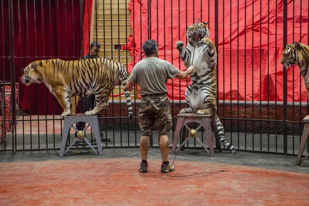 Давио Тоньи и тигры. Фото: Елена Лукьянова / «Новая газета»