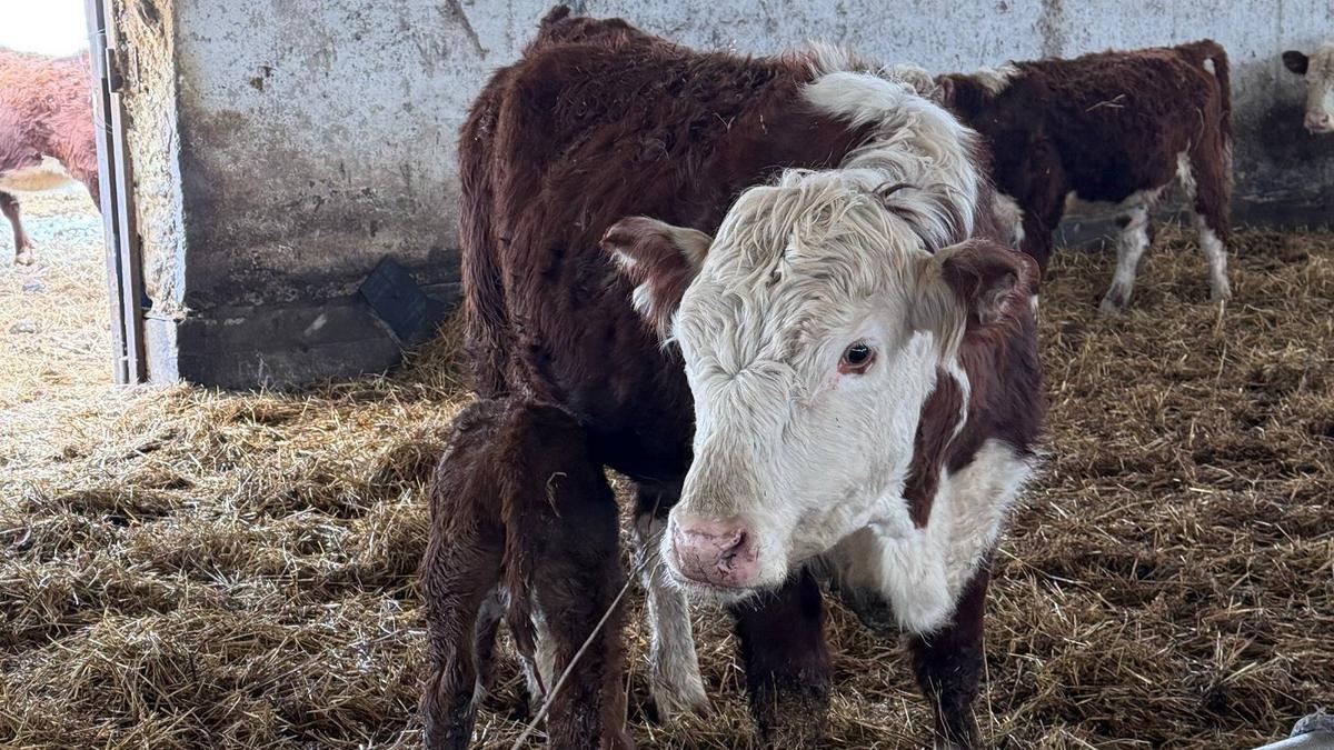 Бойня номер 54*