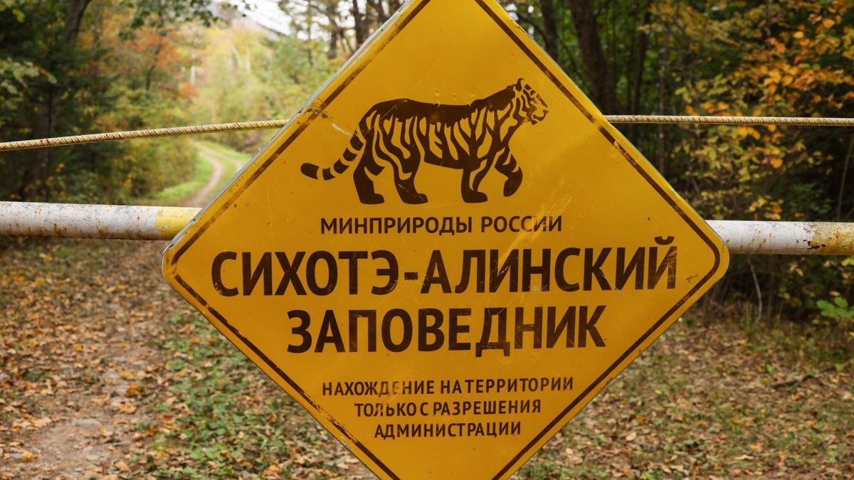 Тигры на вес золота