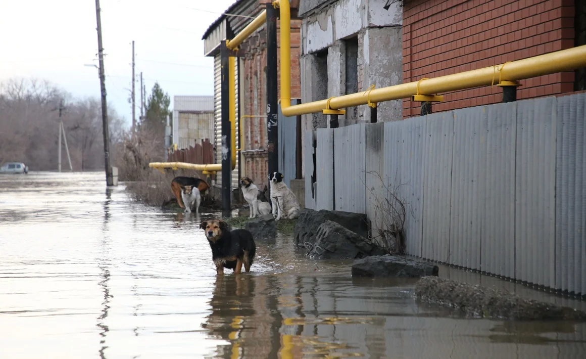 Внутри потопа. Репортаж из уходящего под воду Орска, где люди знают, какие  «грызуны» уничтожили дамбу — Новая газета