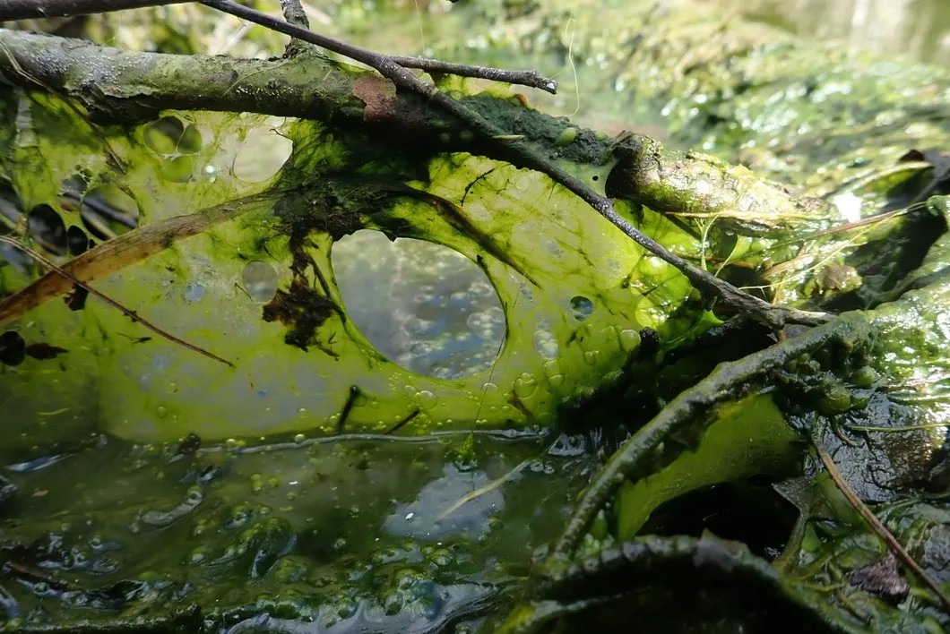 Нитчатые водоросли в реке Ольховке. Фото: Анна Квашнина