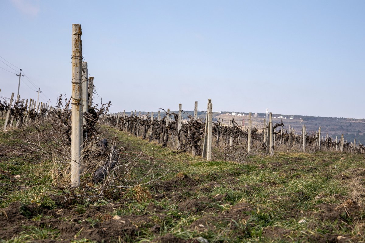 Плантация винограда в Крыму. Фото: Арден Аркман / «Новая газета»