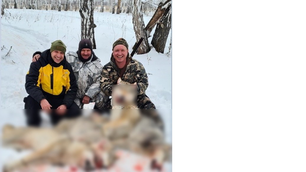 Курганский депутат от «Единой России» участвовал в охоте, где живого волка задавили снегоходом. Его исключили из партии